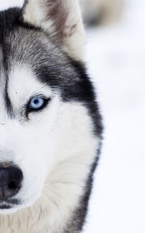Huski